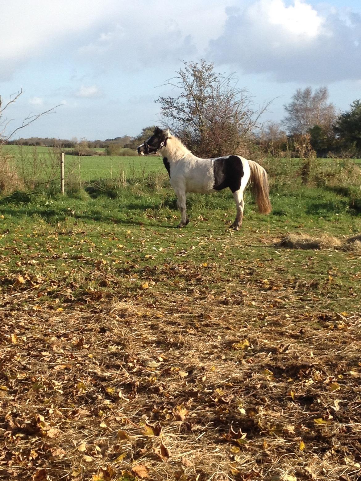 Pinto Molly-Malibu - Molly der er lidt oppe at køre, efter at Karano er kommet.:) billede 10