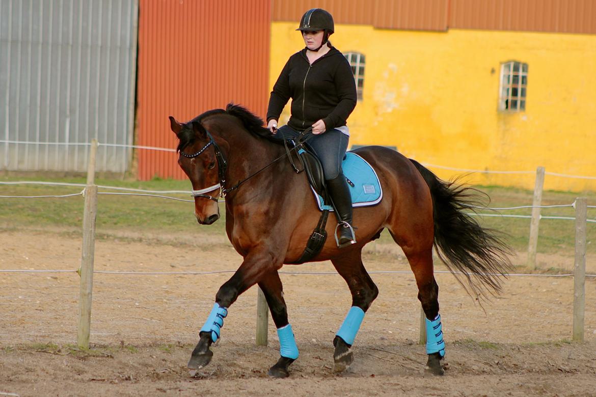 Dansk Varmblod Gørklintgårds flash billede 38