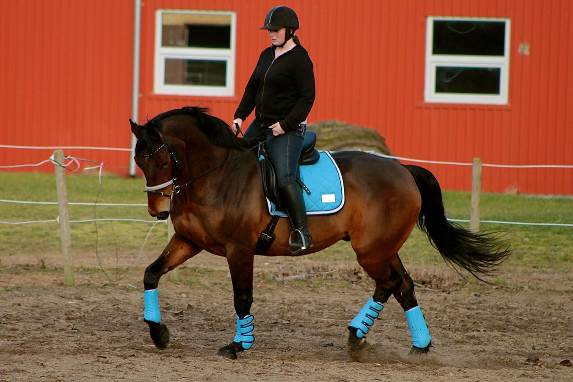 Dansk Varmblod Gørklintgårds flash billede 50