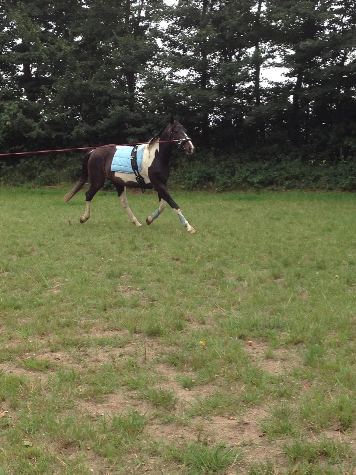 Pinto Karano - Karano.<3 billede 4