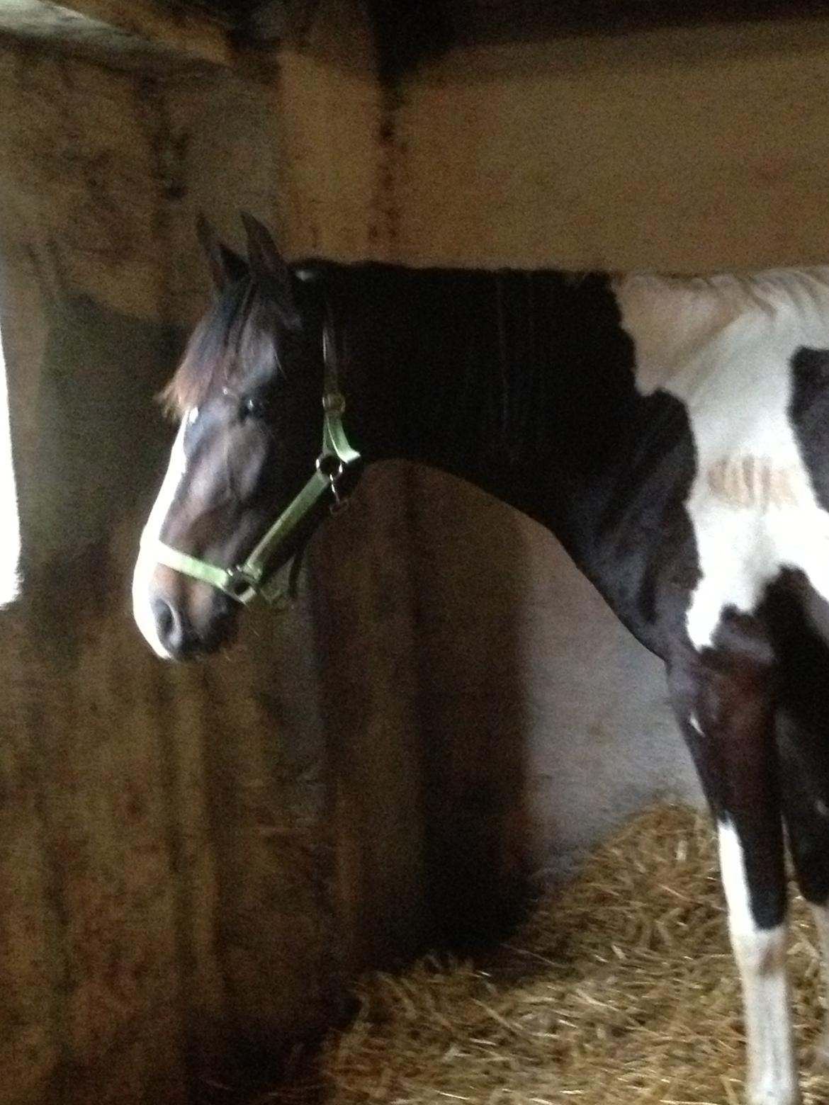 Pinto Karano - Karano inde i boksen, efter han var kommet hjem til os.<3 billede 2