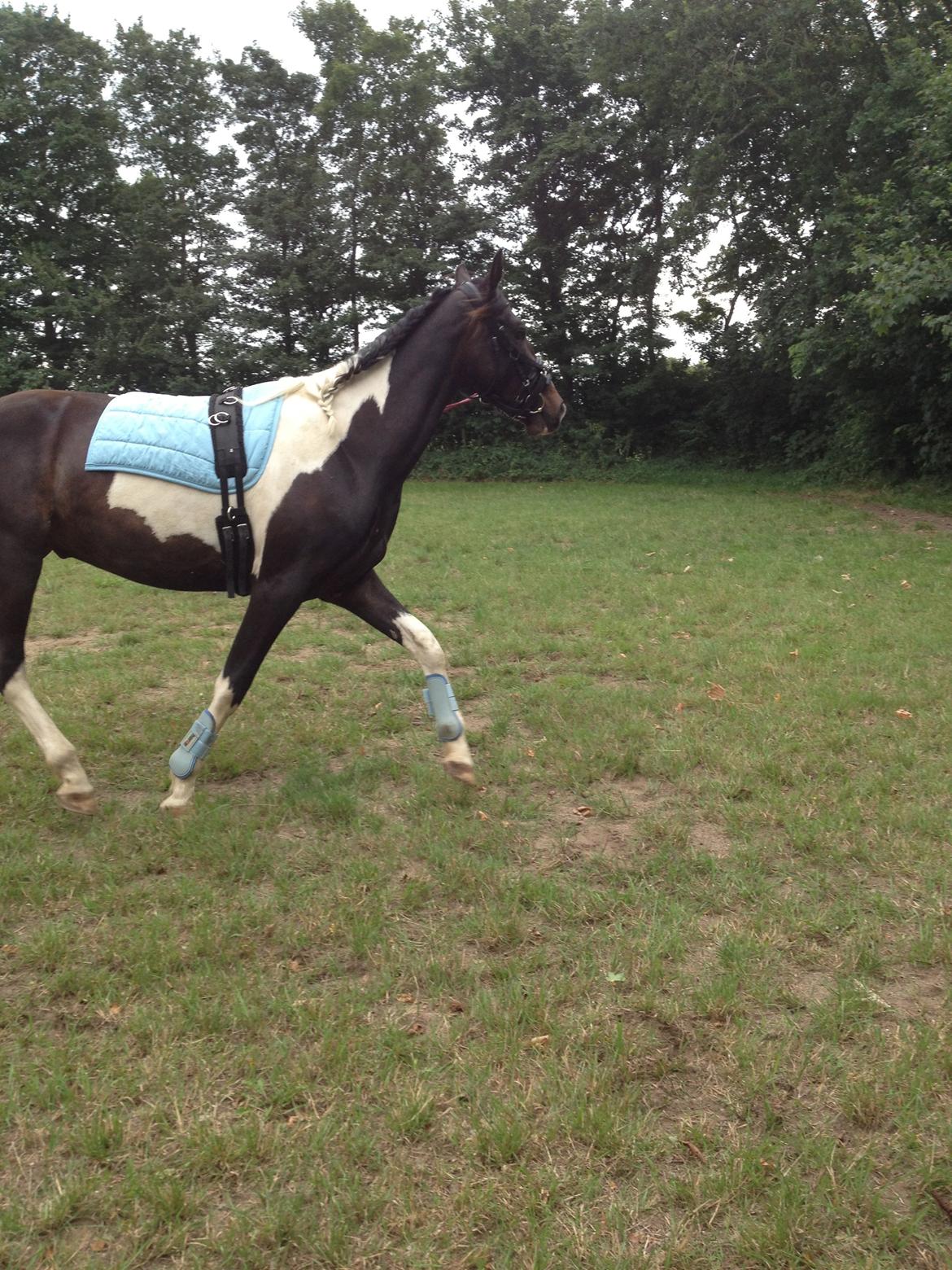 Pinto Karano billede 5