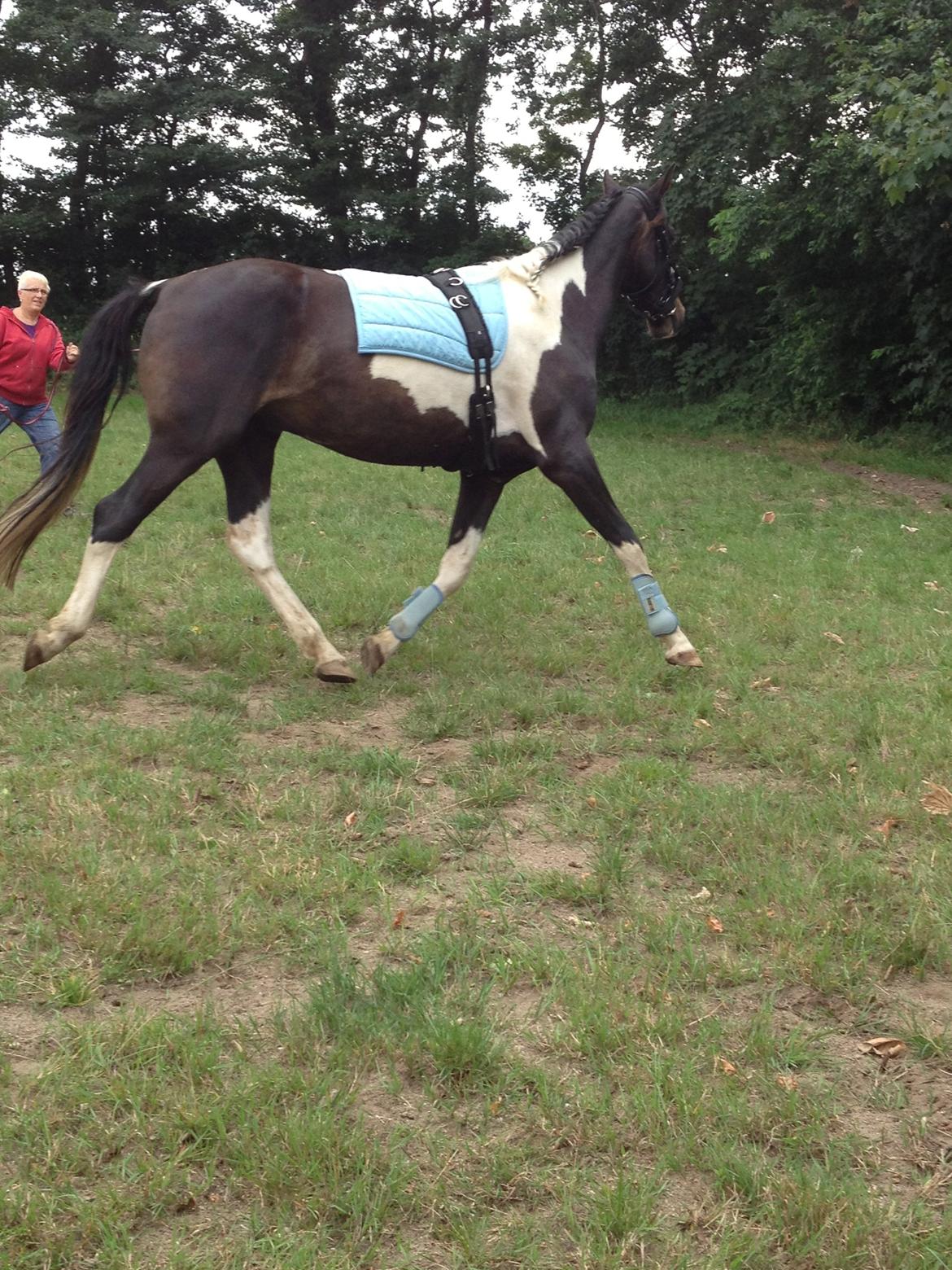 Pinto Karano - Han gør det godt:).  billede 6