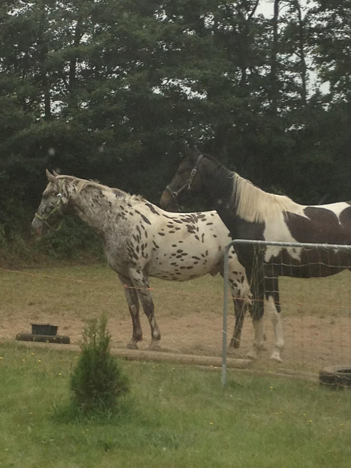 Pinto Karano - Karano og hans gamle kammerat Dario, som desværre måtte op til stjernerne…<3 billede 8