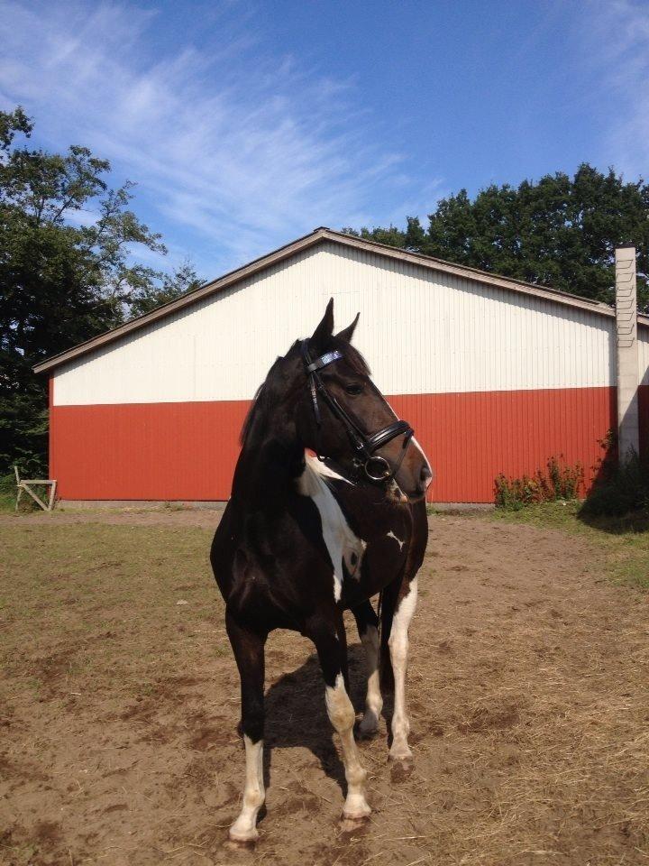 Pinto Karano - Lille kylling.<3 billede 1