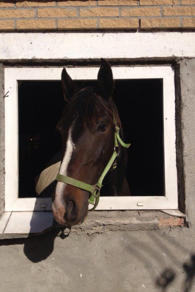 Pinto Karano - Karano der lige pipper ud:P billede 3