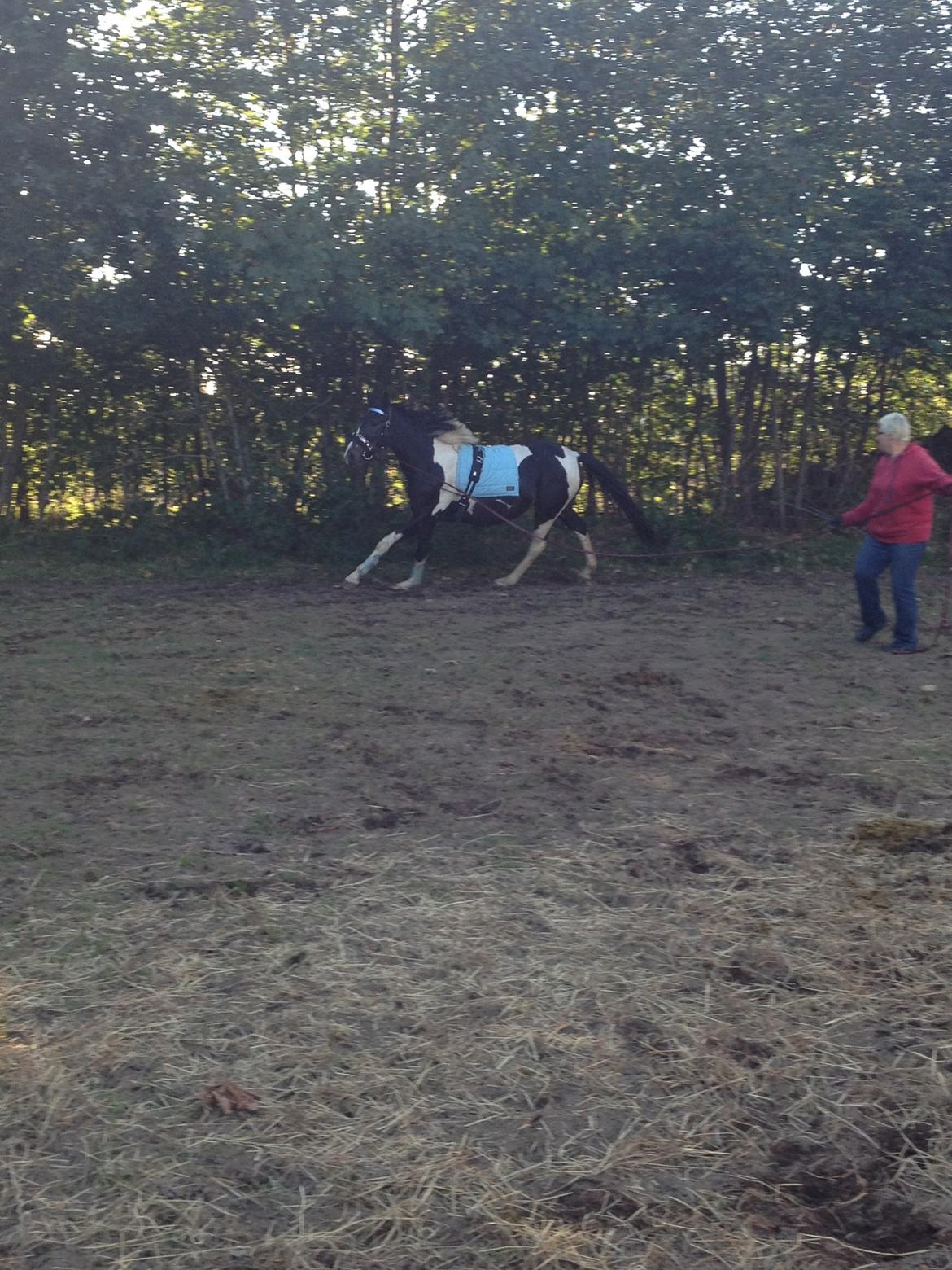 Pinto Karano - Karano i galop igen:P<3 billede 11