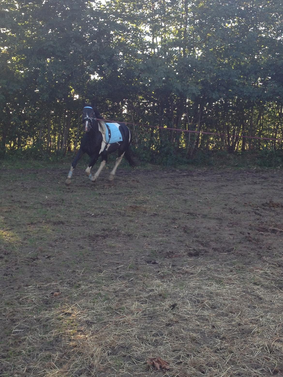 Pinto Karano - Karano i galop:) billede 10