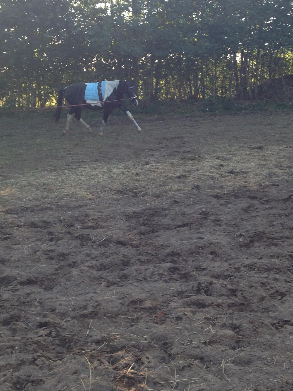 Pinto Karano - Hans pææne trav.<3 billede 13