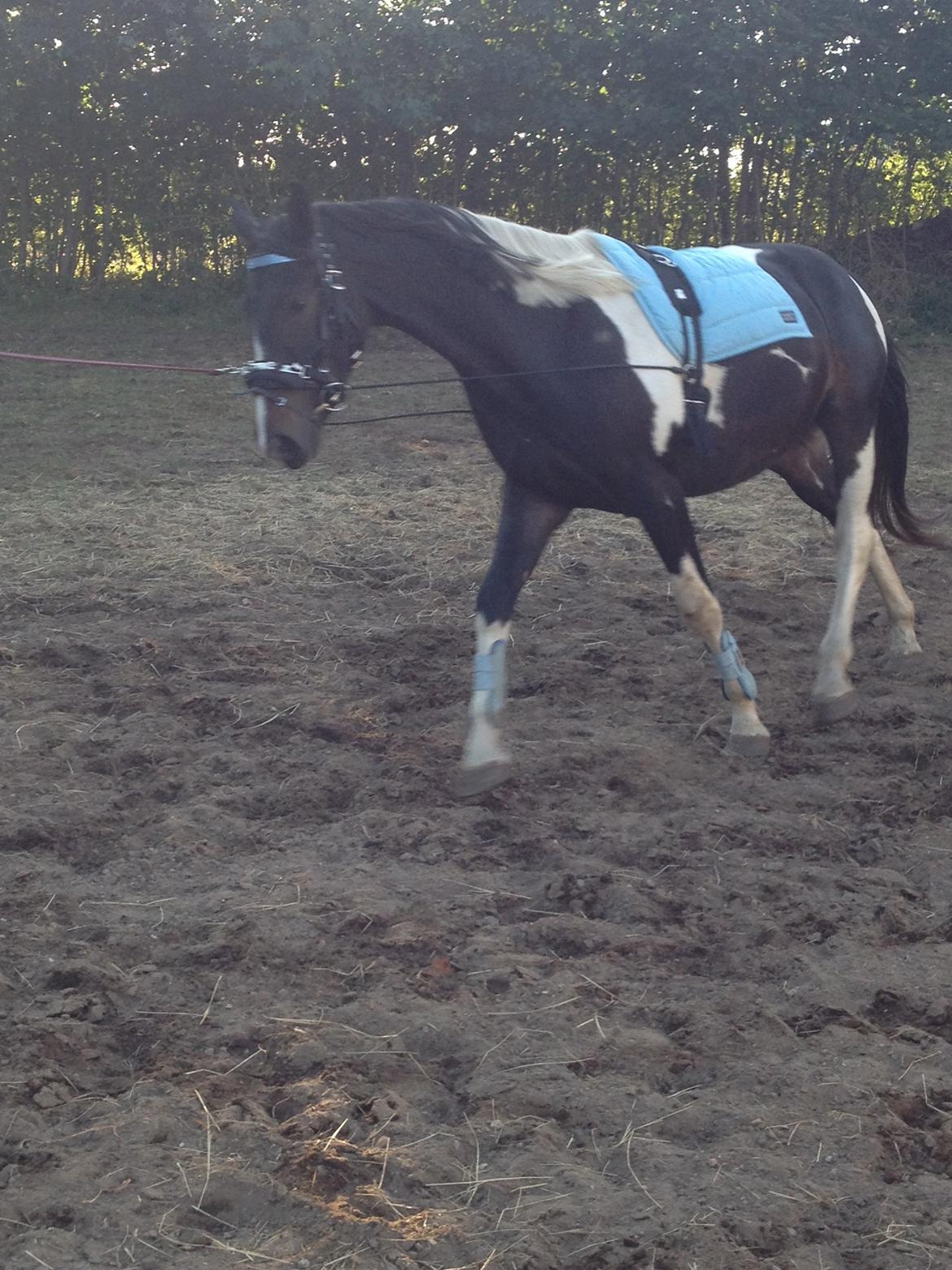 Pinto Karano - Han går så fint.<3 billede 12