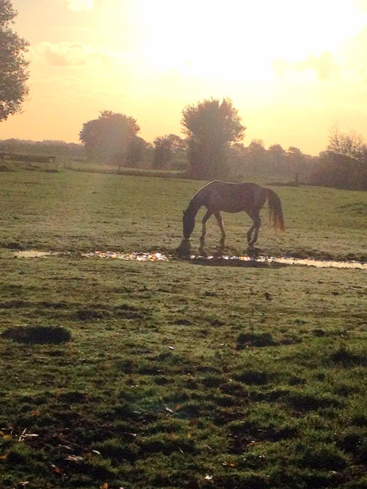 Pinto Karano - Karano ude med de andre for første gang.<3 billede 14