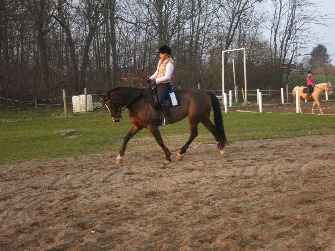 Dansk Varmblod Arianna billede 4