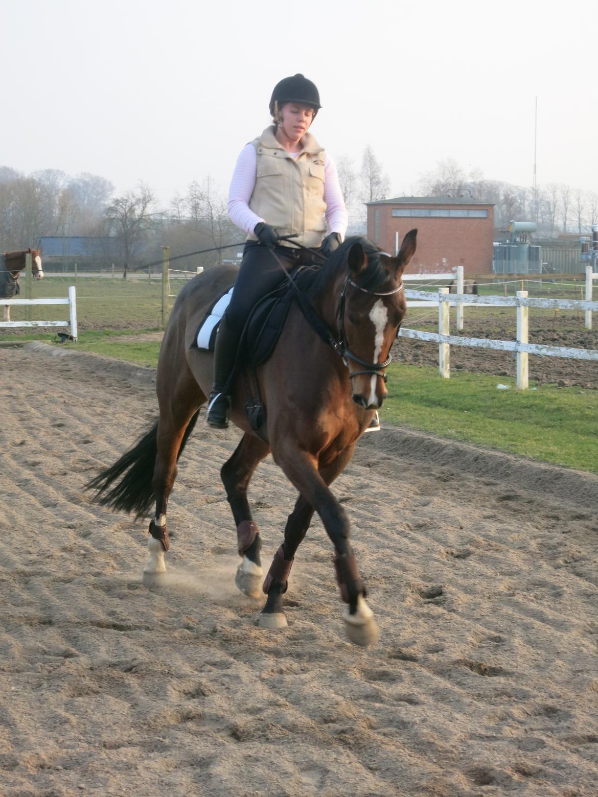 Dansk Varmblod Arianna billede 8