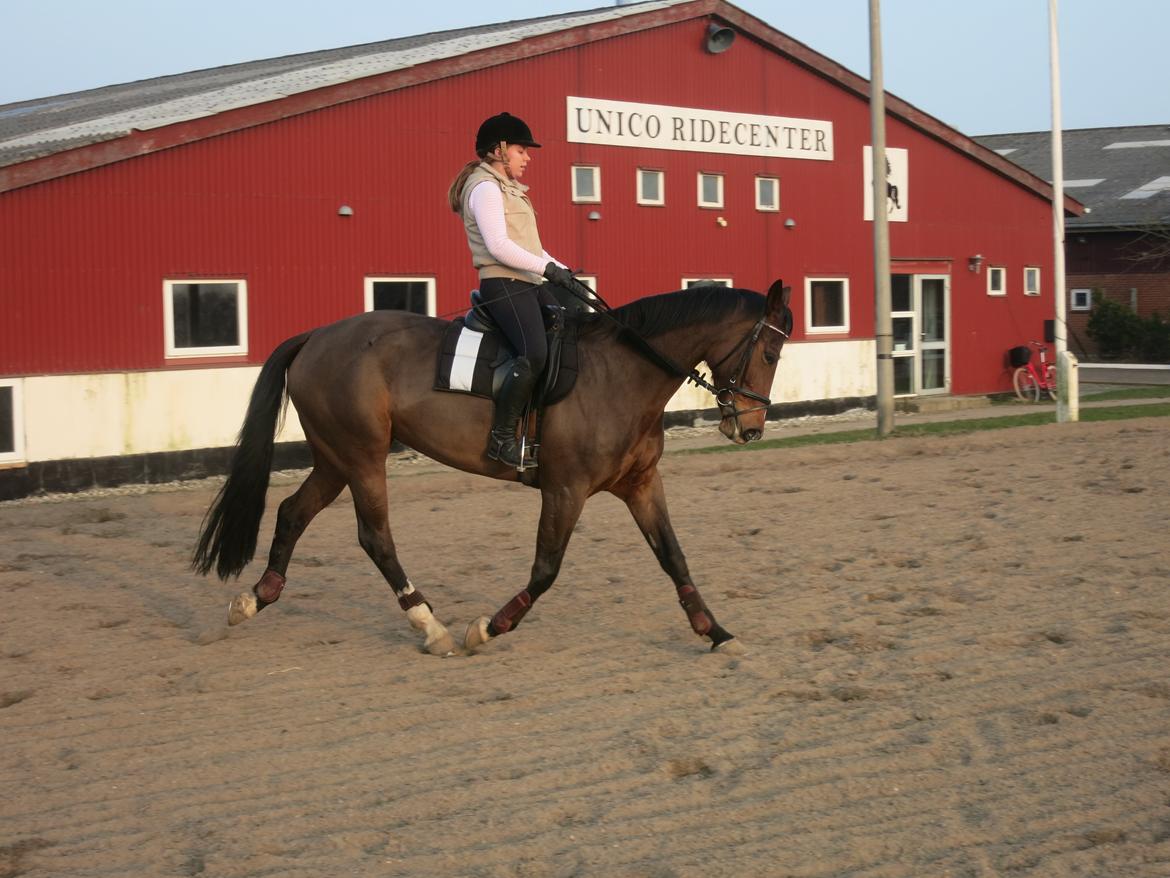 Dansk Varmblod Arianna billede 2