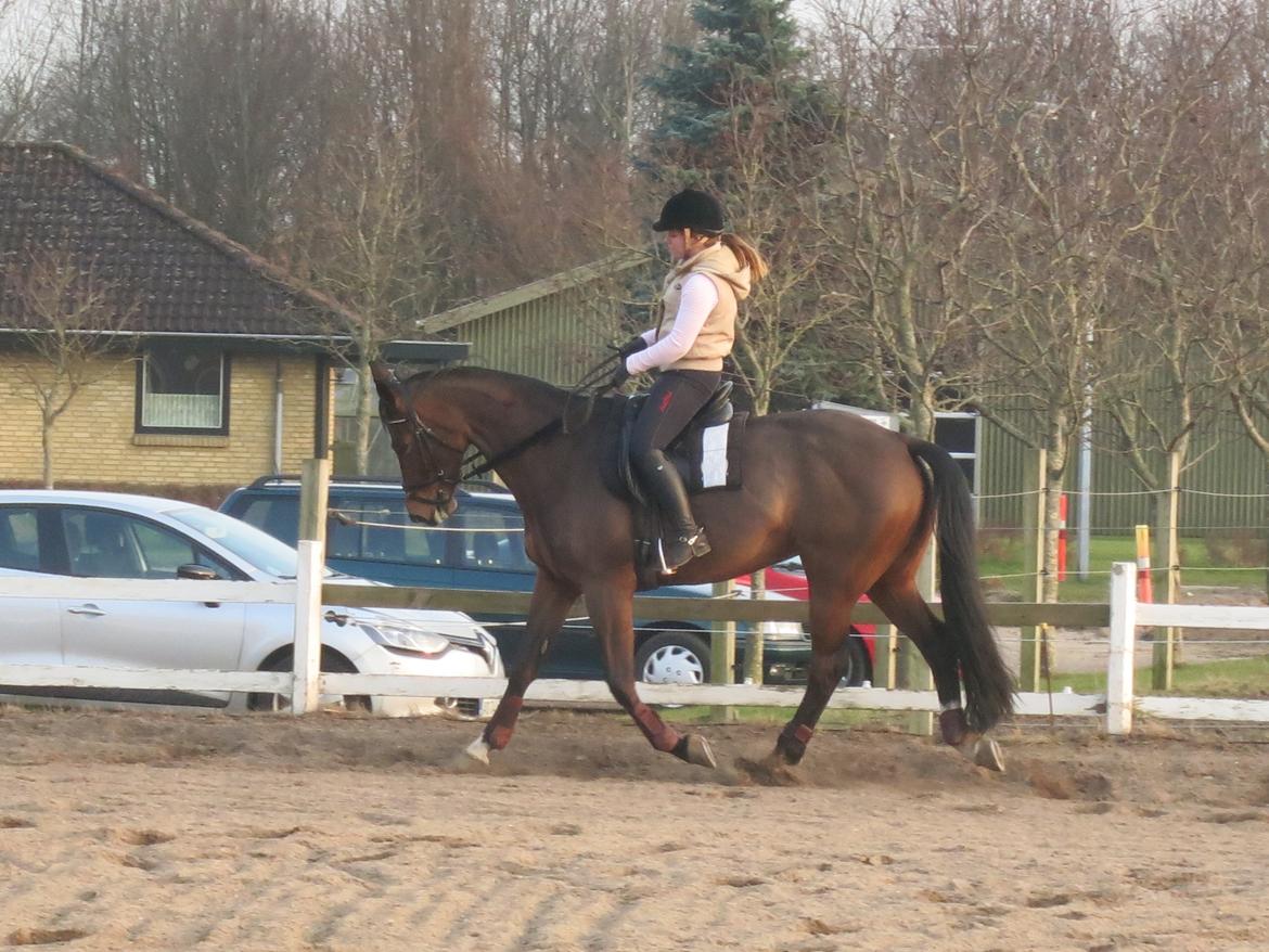 Dansk Varmblod Arianna billede 16