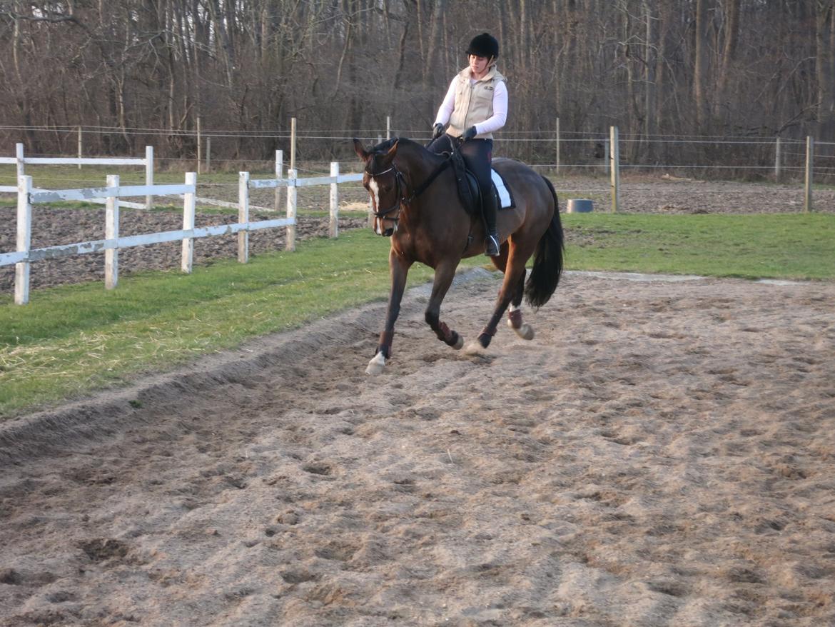 Dansk Varmblod Arianna billede 13