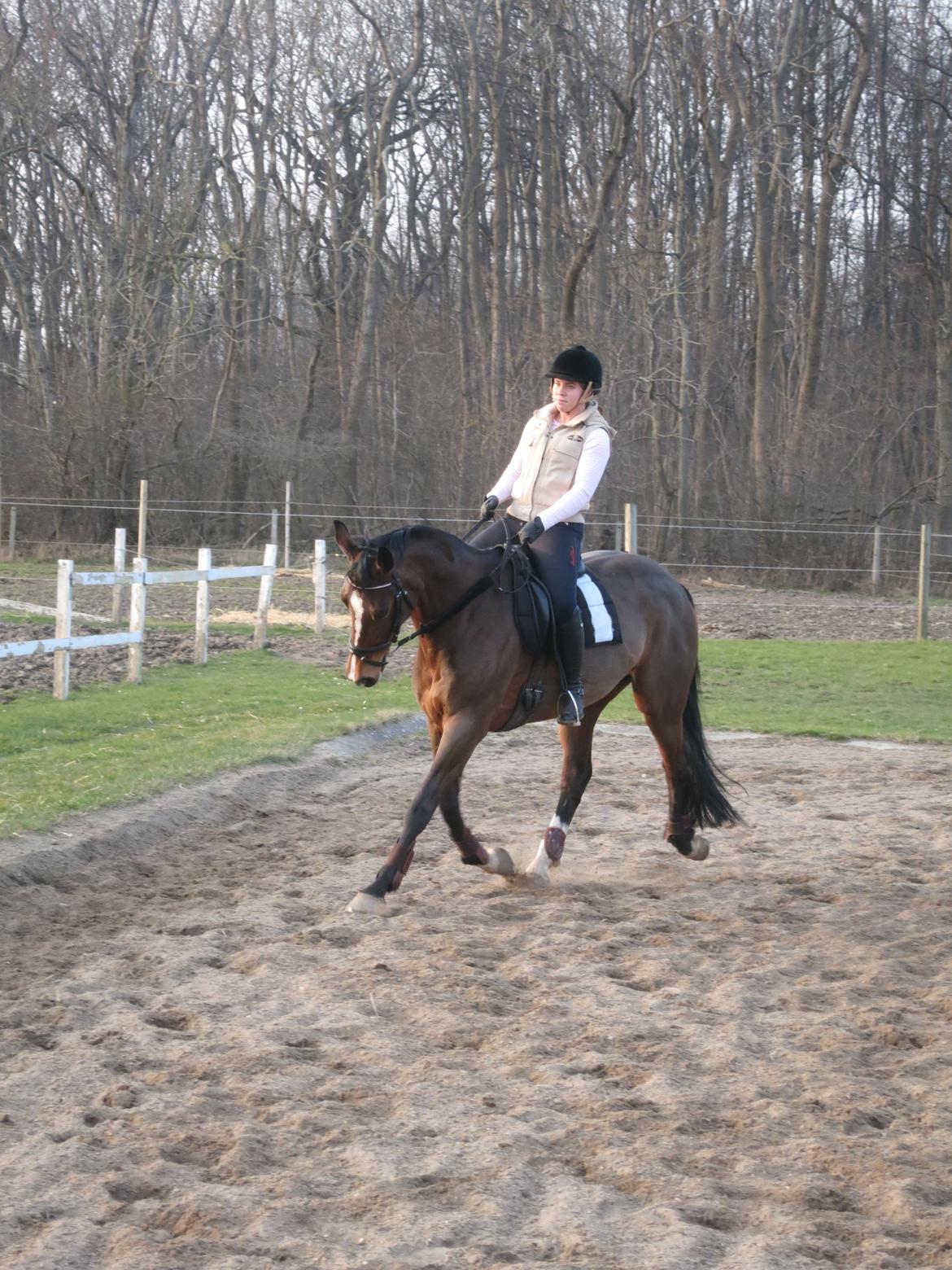 Dansk Varmblod Arianna billede 11