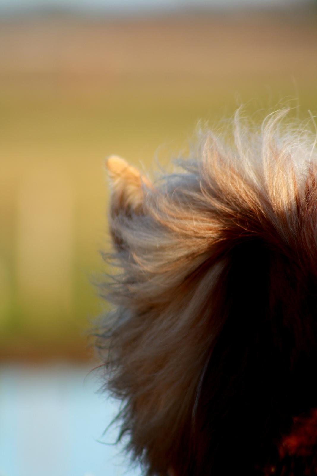 Haflinger Amigo af Nr.fuglsang billede 15