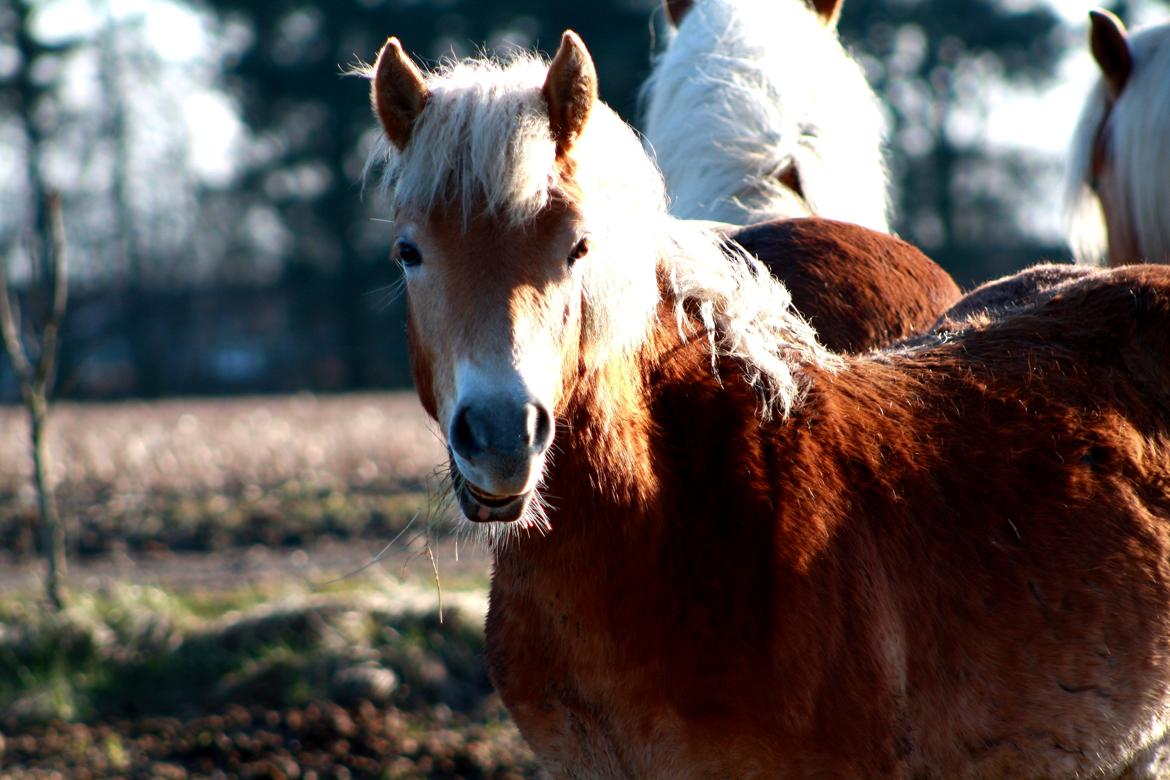 Haflinger Amigo af Nr.fuglsang billede 14