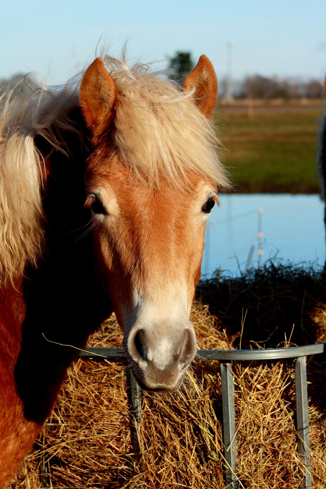 Haflinger Amigo af Nr.fuglsang billede 13