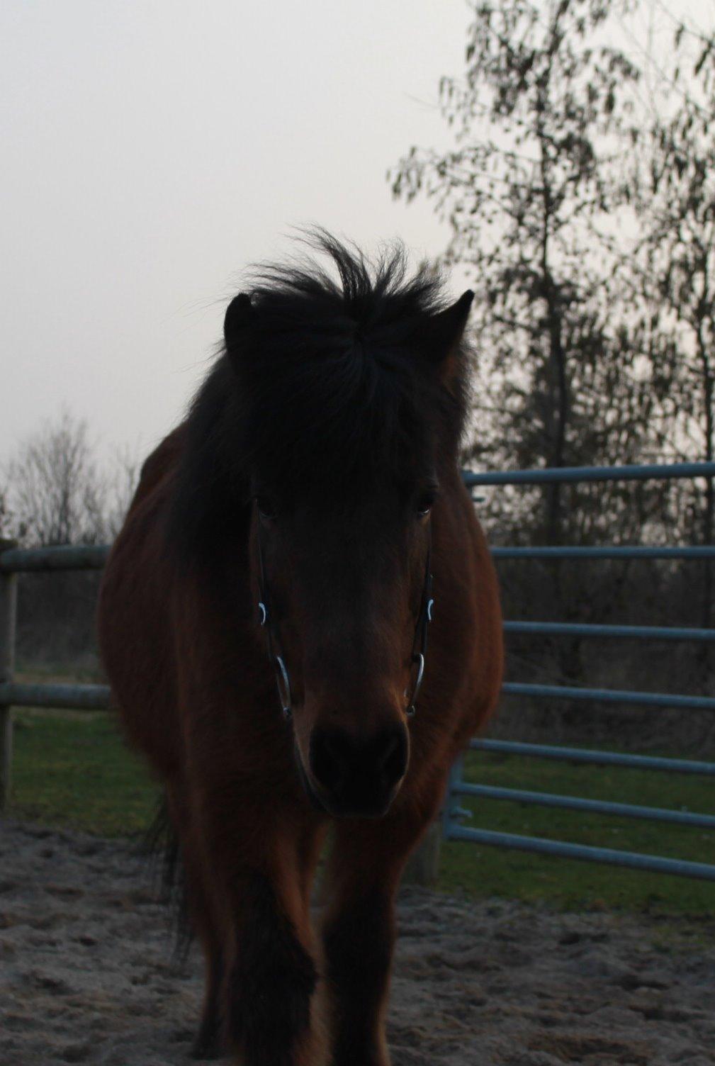 Islænder Vigdis fra Frederiksdal billede 18