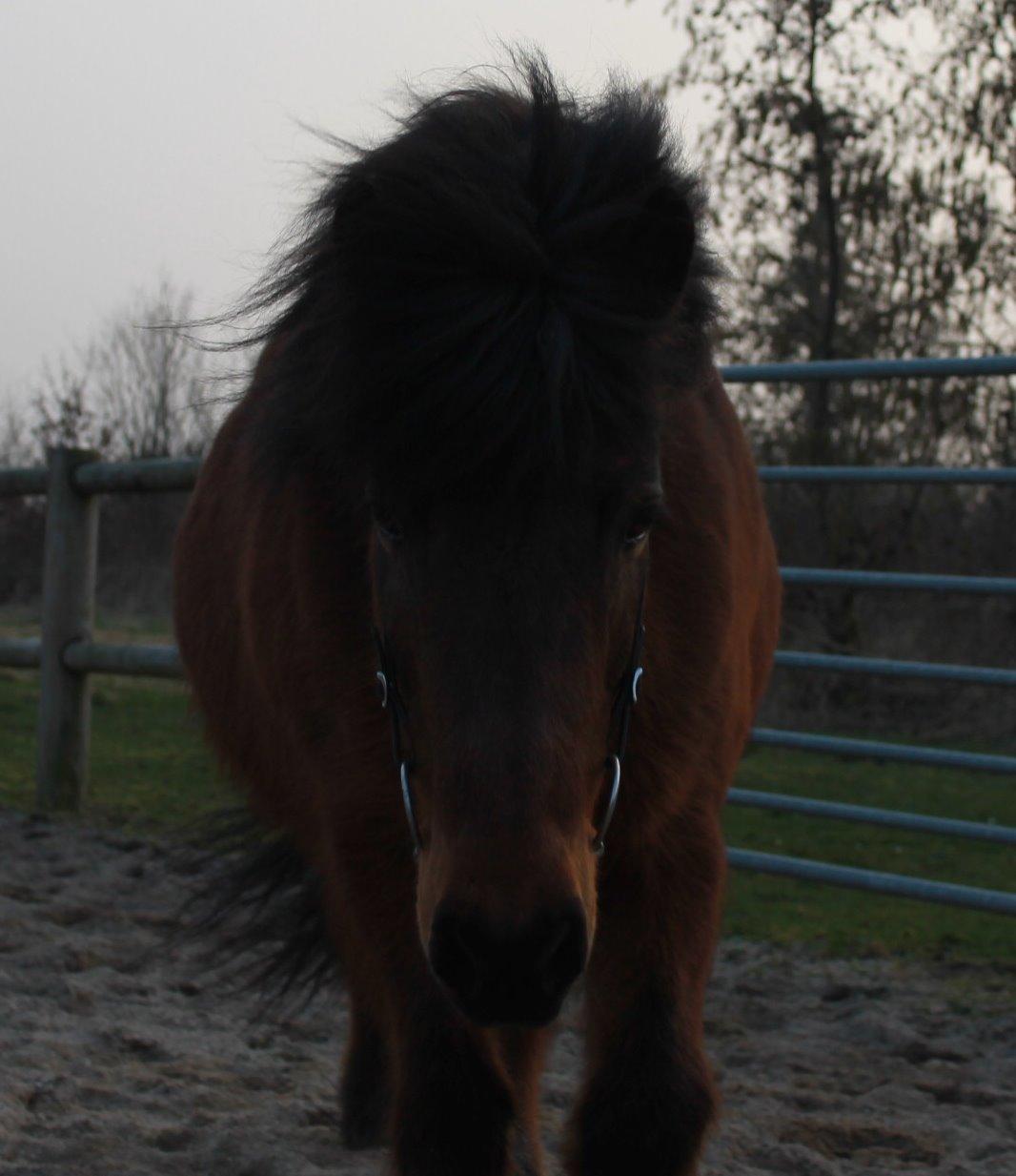 Islænder Vigdis fra Frederiksdal billede 2