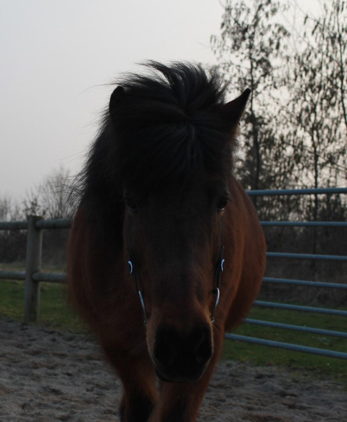 Islænder Vigdis fra Frederiksdal billede 20