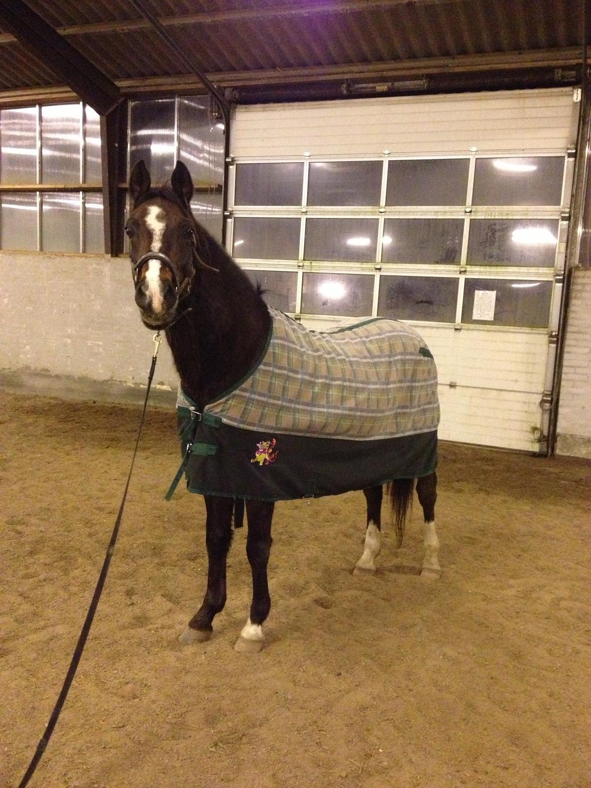 Tysk Sportspony Blind-Date - (6-1-2013) billede 8