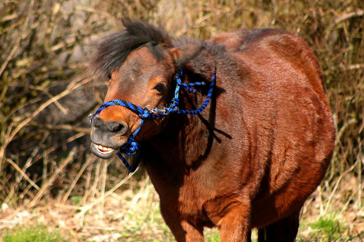 Miniature Bella La Princesa Pequeña billede 13