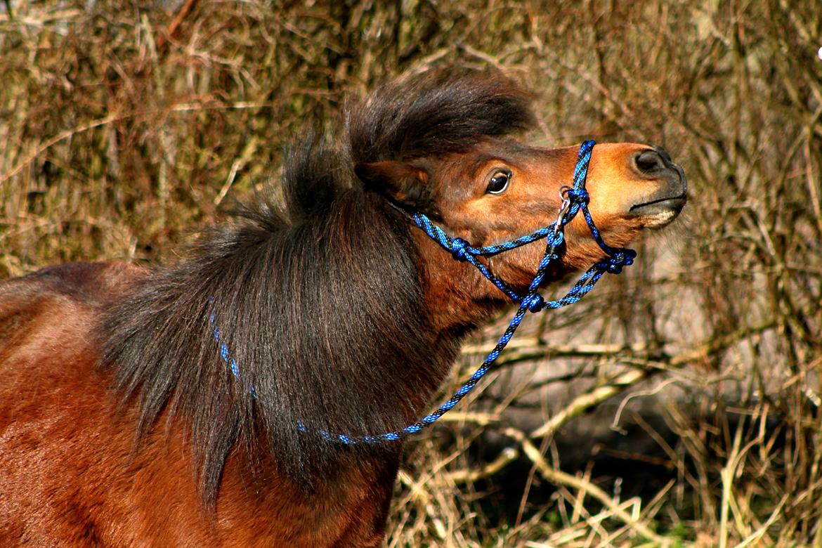 Miniature Bella La Princesa Pequeña billede 11