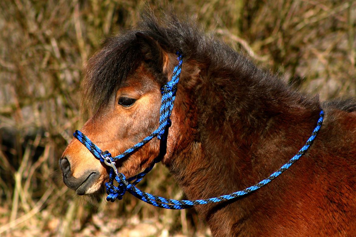 Miniature Bella La Princesa Pequeña billede 18