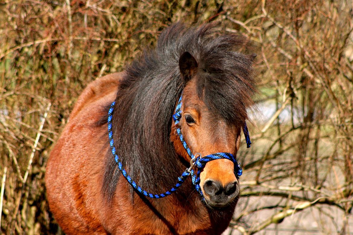 Miniature Bella La Princesa Pequeña billede 8