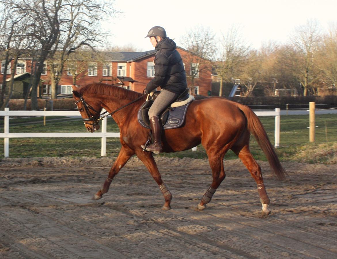 Fuldblod (XX) Macho Dancer (Ire) billede 3