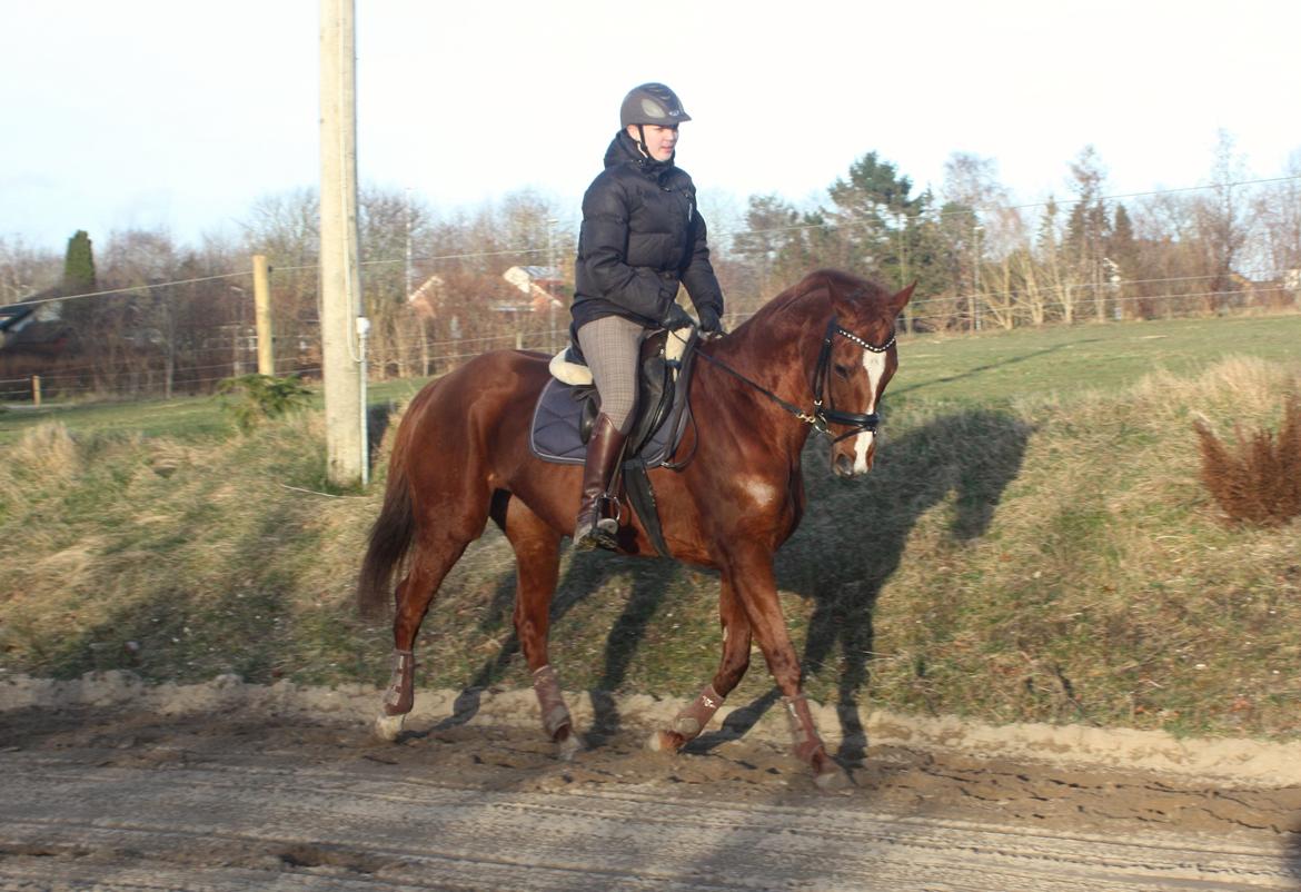 Fuldblod (XX) Macho Dancer (Ire) billede 18