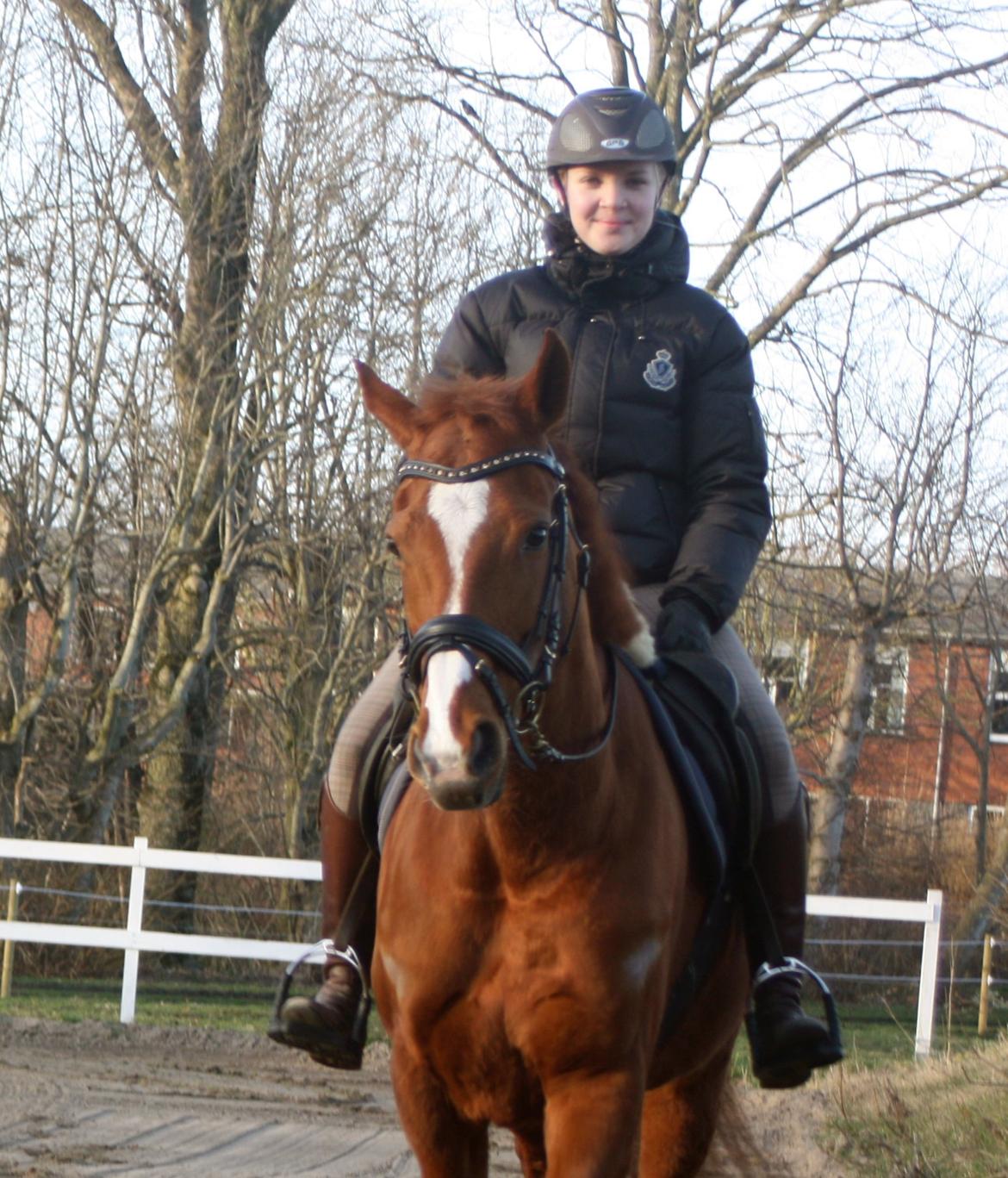 Fuldblod (XX) Macho Dancer (Ire) billede 5