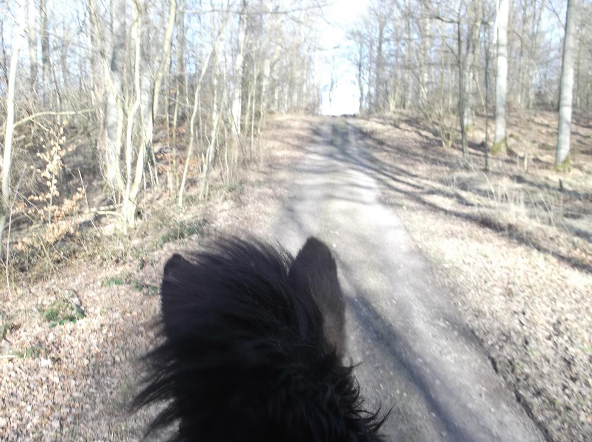 Islænder Glæsir Fra Tvis R.I.P :'(  billede 14