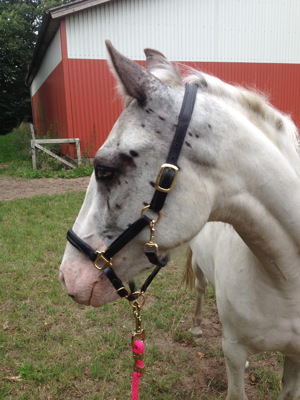 Anden særlig race Malik - Lille Malik.<3 billede 1