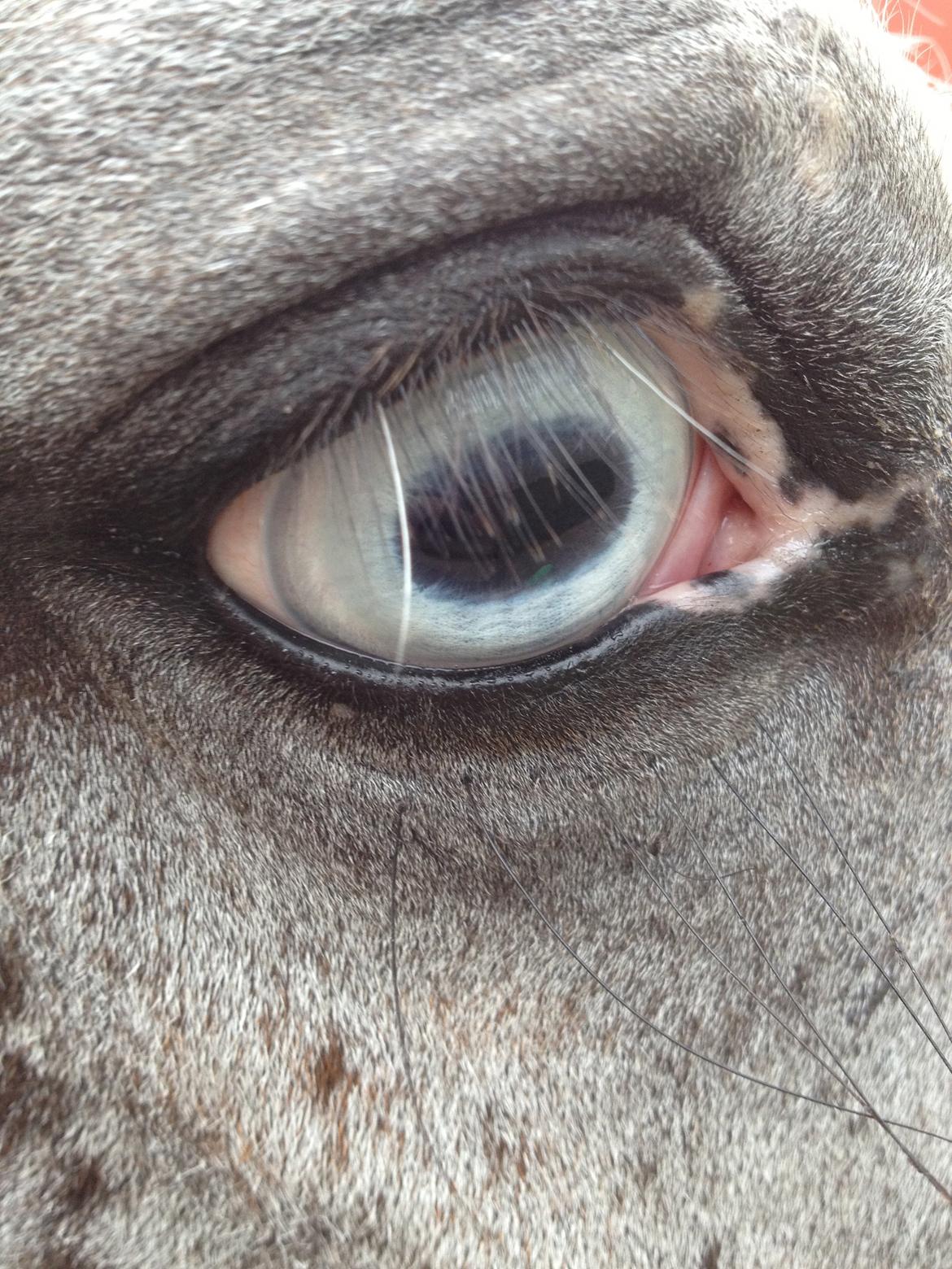 Anden særlig race Malik - Hans flotte blå øje.<3 billede 3