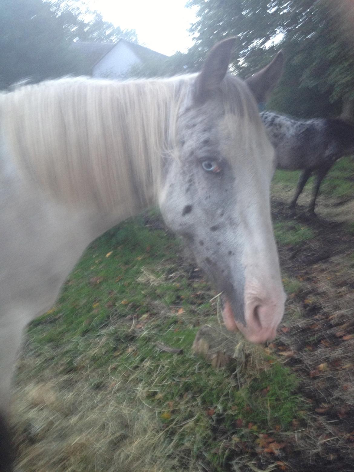 Anden særlig race Malik - Dav dav! billede 4