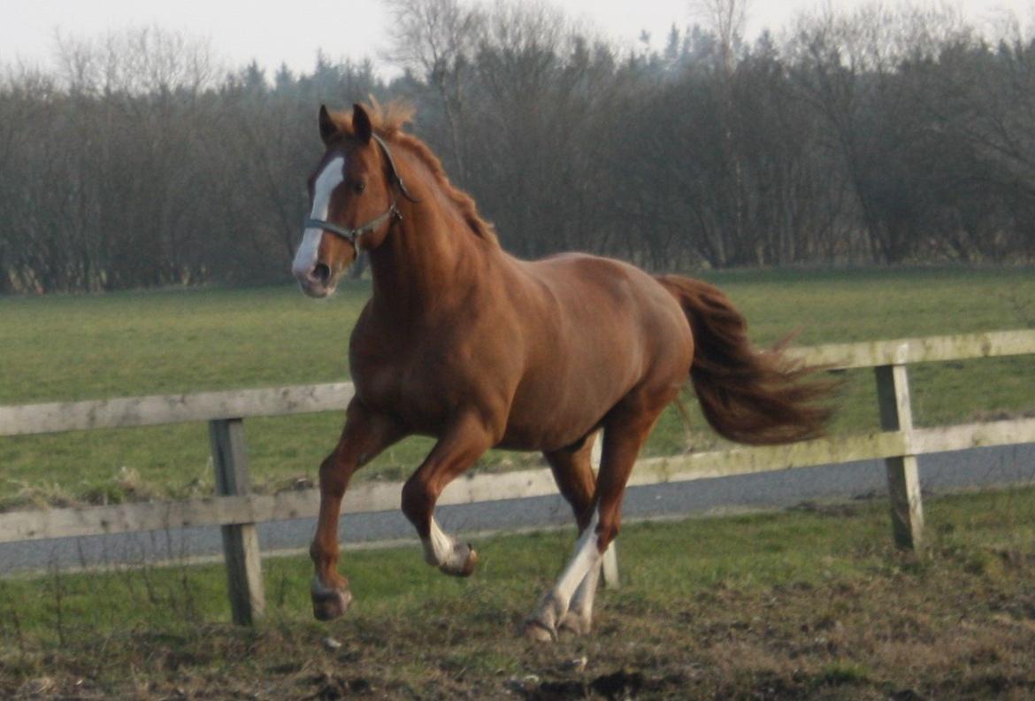 Frederiksborg Elstedgaards Bolero billede 6