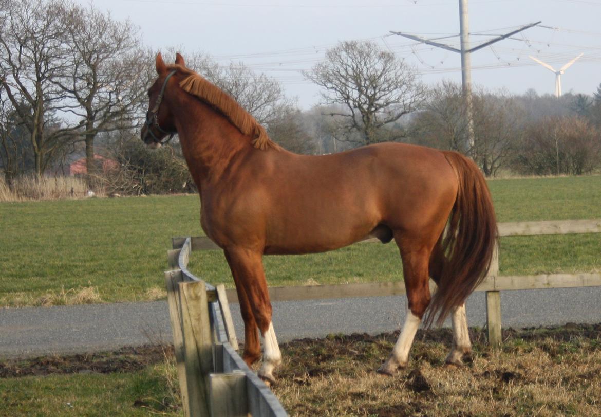 Frederiksborg Elstedgaards Bolero billede 7