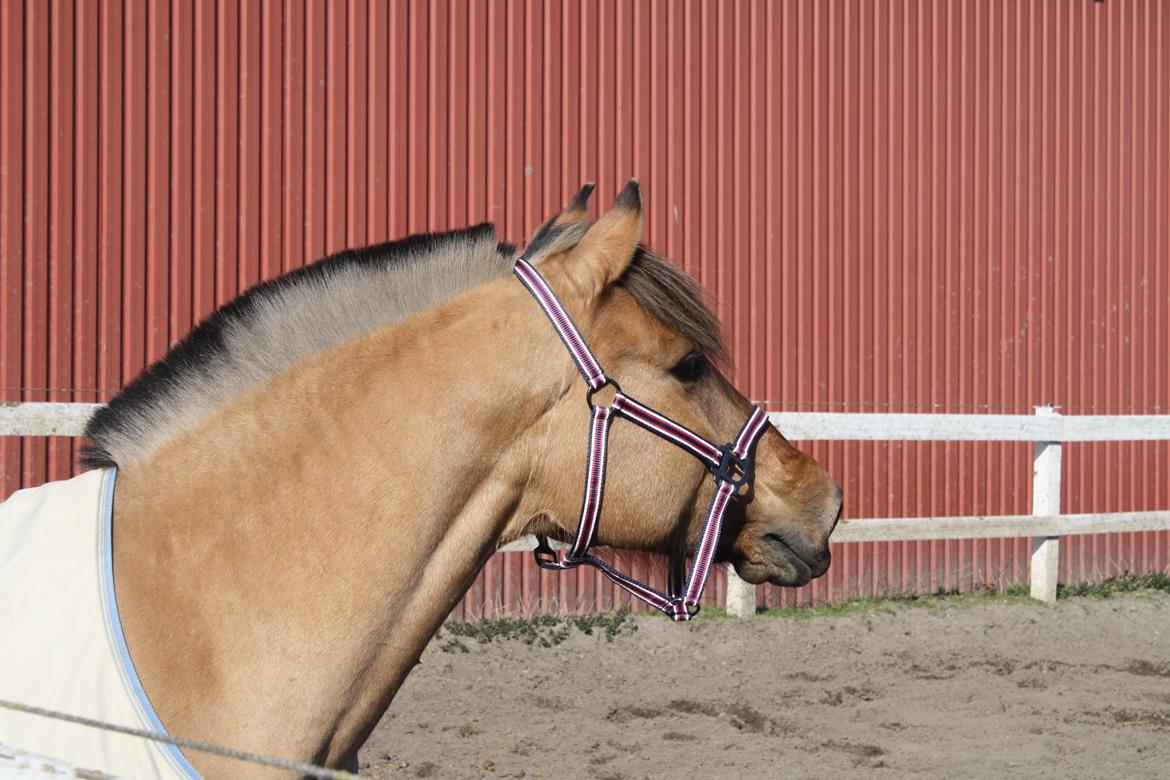 Anden særlig race Lucca  † R.I.P † - Smukke ponyen, altid på udkig efter andre :-P billede 11