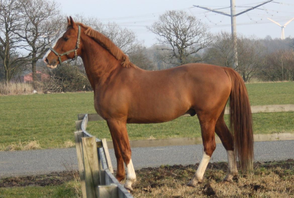 Frederiksborg Elstedgaards Bolero billede 8