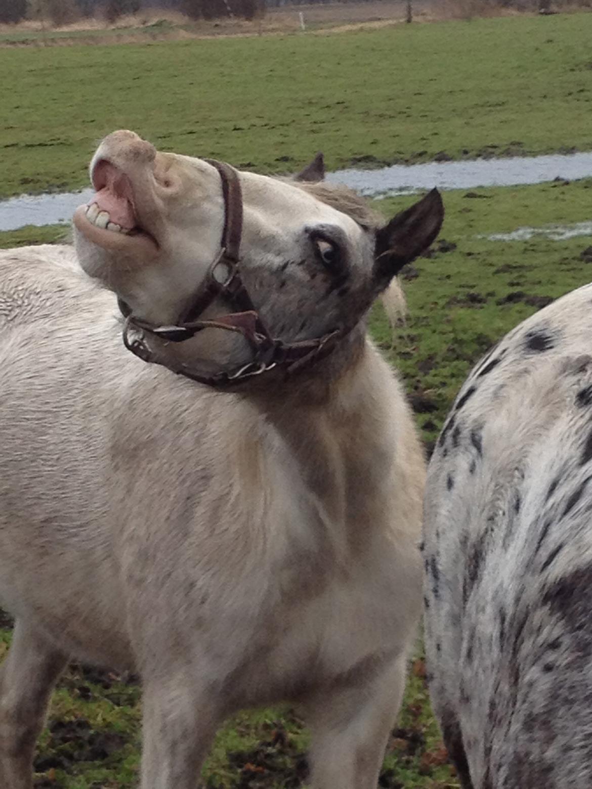 Anden særlig race Malik - Smiiiil!<3 billede 5