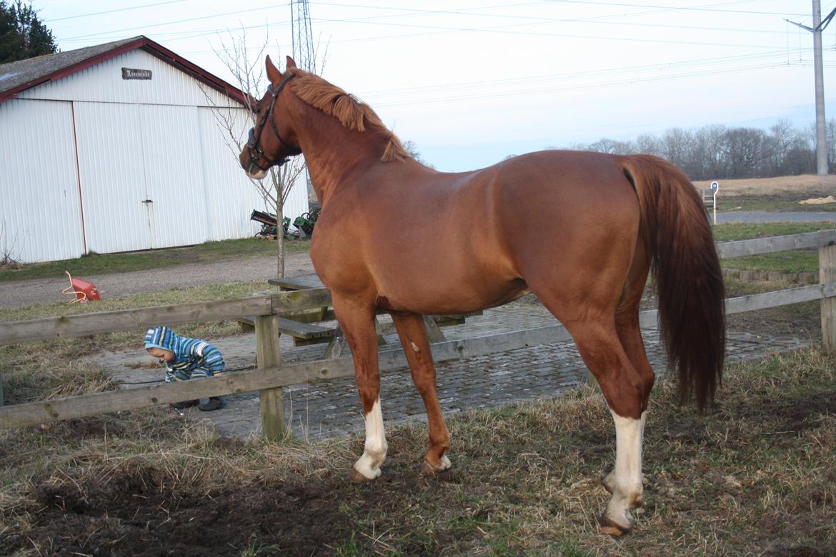 Frederiksborg Elstedgaards Bolero billede 13