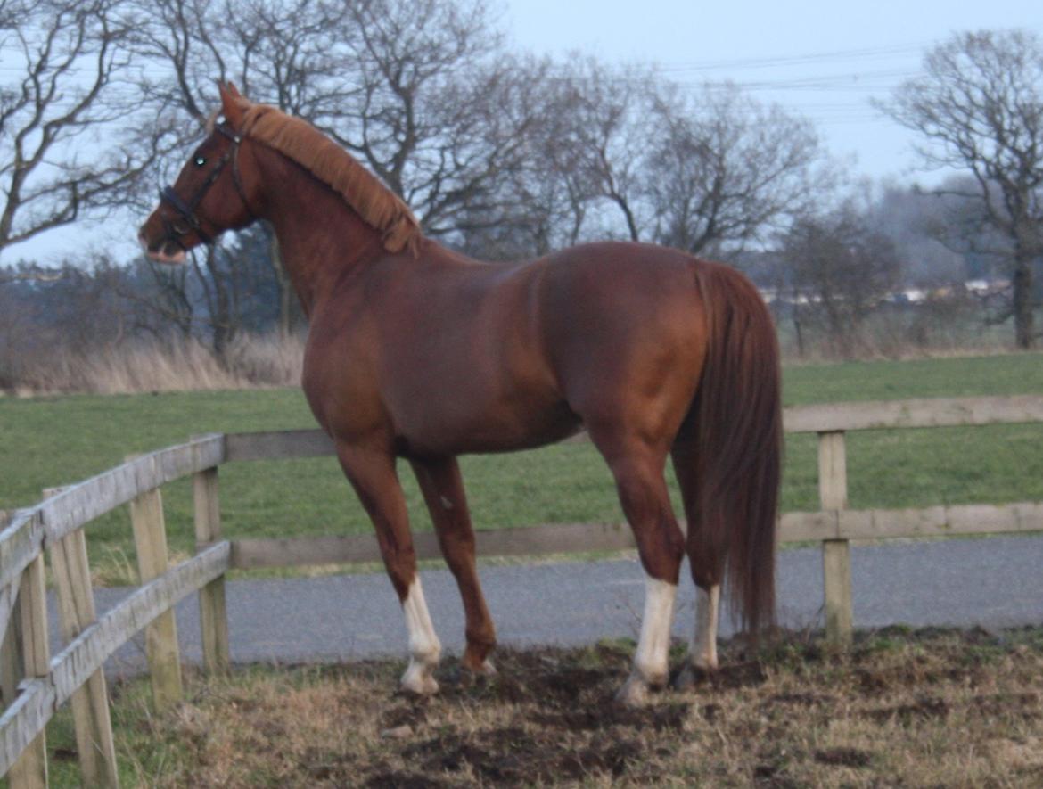 Frederiksborg Elstedgaards Bolero billede 14