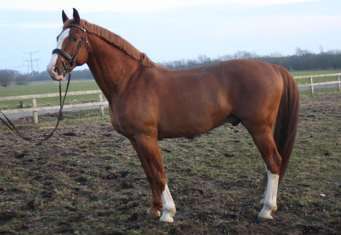 Frederiksborg Elstedgaards Bolero billede 11