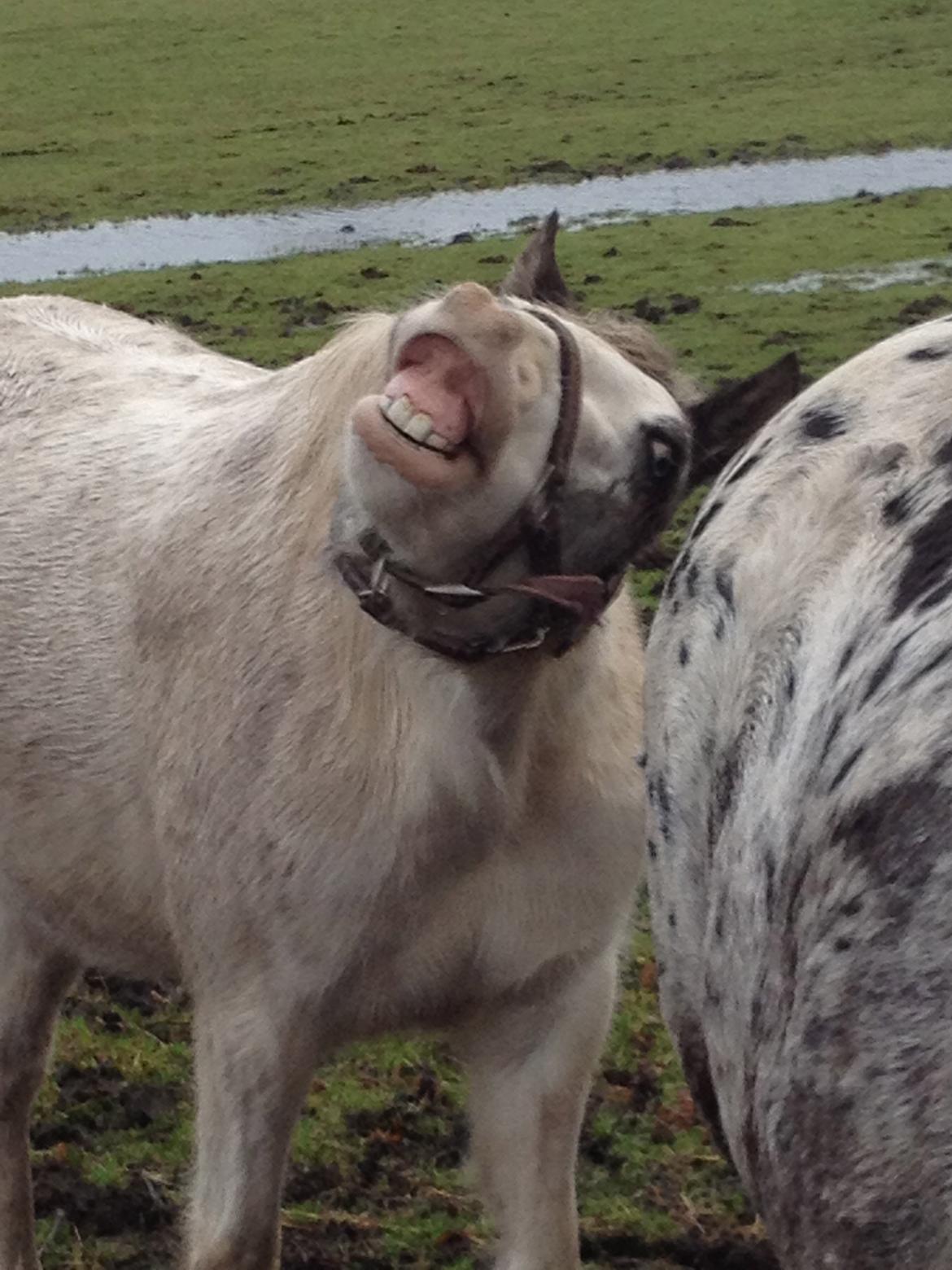 Anden særlig race Malik - Nogen synes han er grim, men jeg synes han er charmerende!<3 billede 6