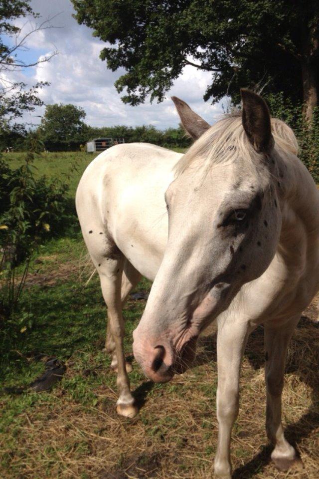 Anden særlig race Malik - Så fin han er.:) billede 7