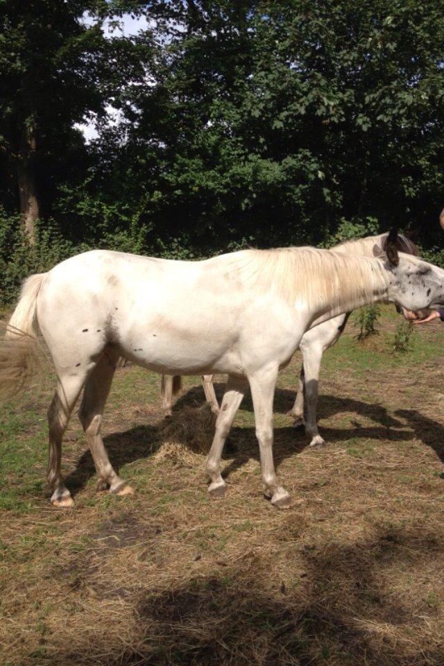 Anden særlig race Malik - Når han er HELT hvid.:p billede 8